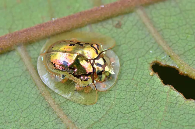 Golden Tortoise Beetle